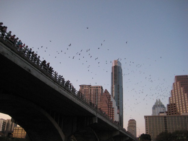 Austin's famous bats