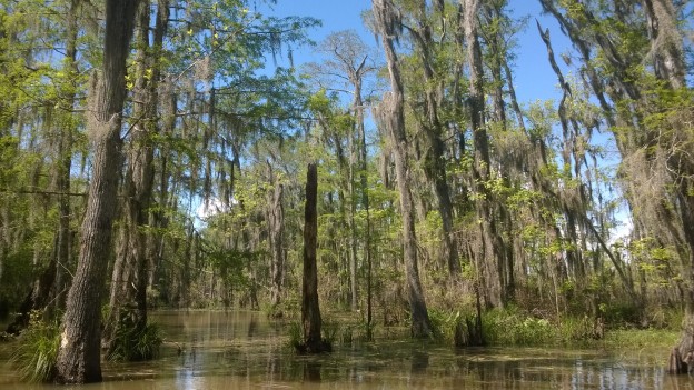 Swamp tour