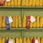Prize winning corn
