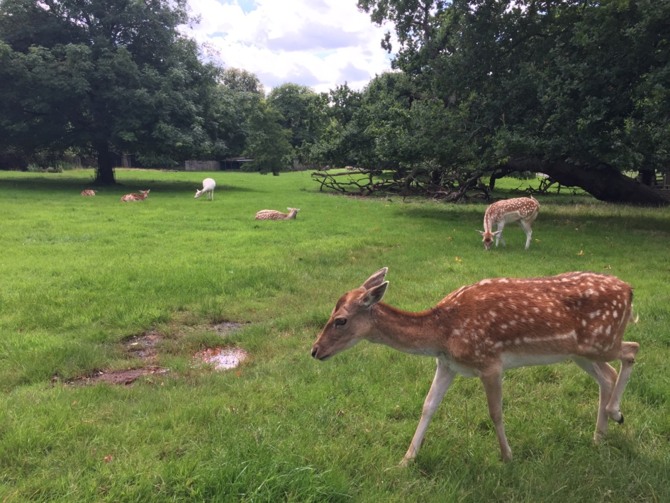 Randi was very excited by the deer in Golders Hill Park