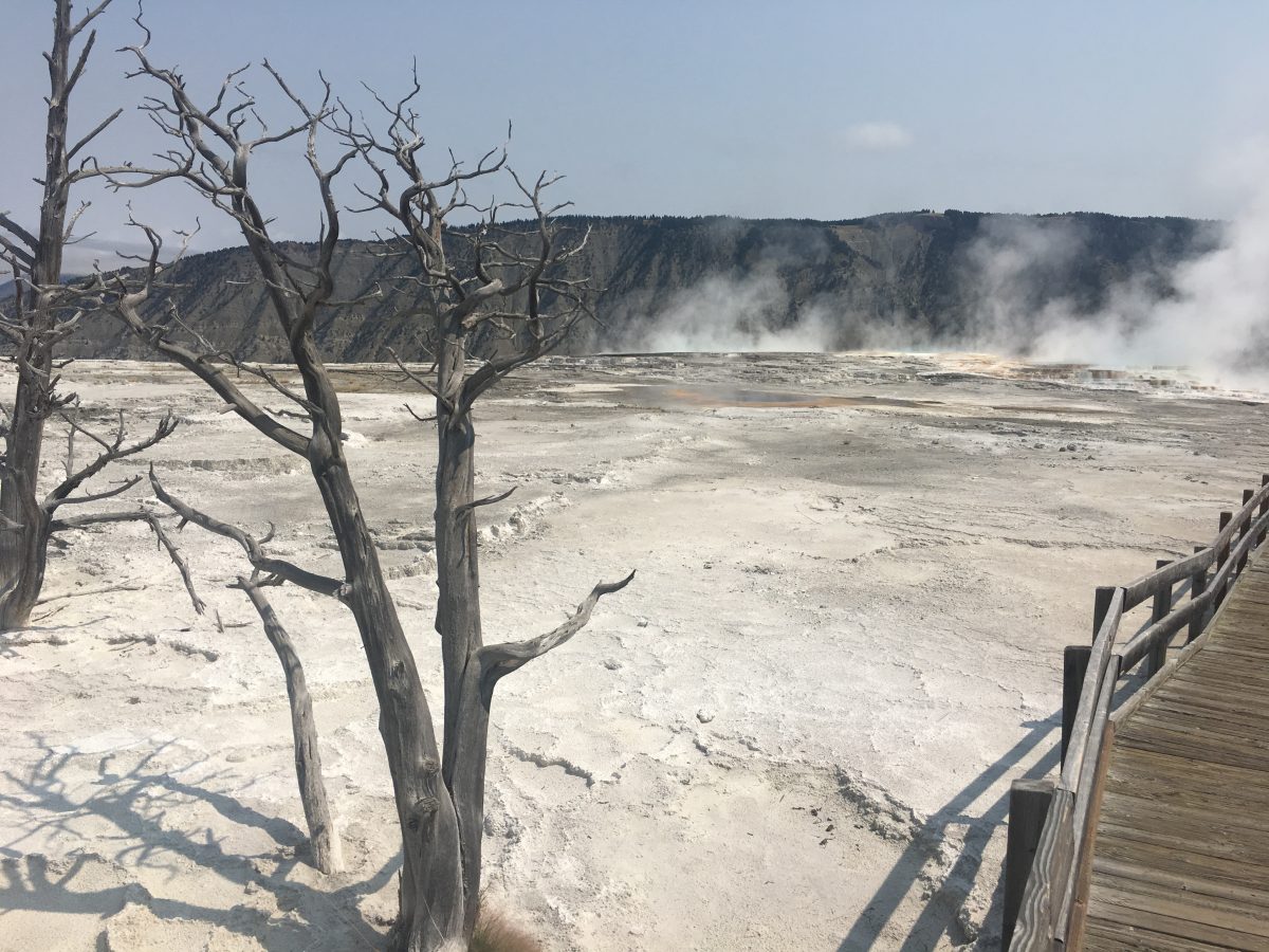 ...in contrast to the alien landscapes at Mammoth Hot Springs