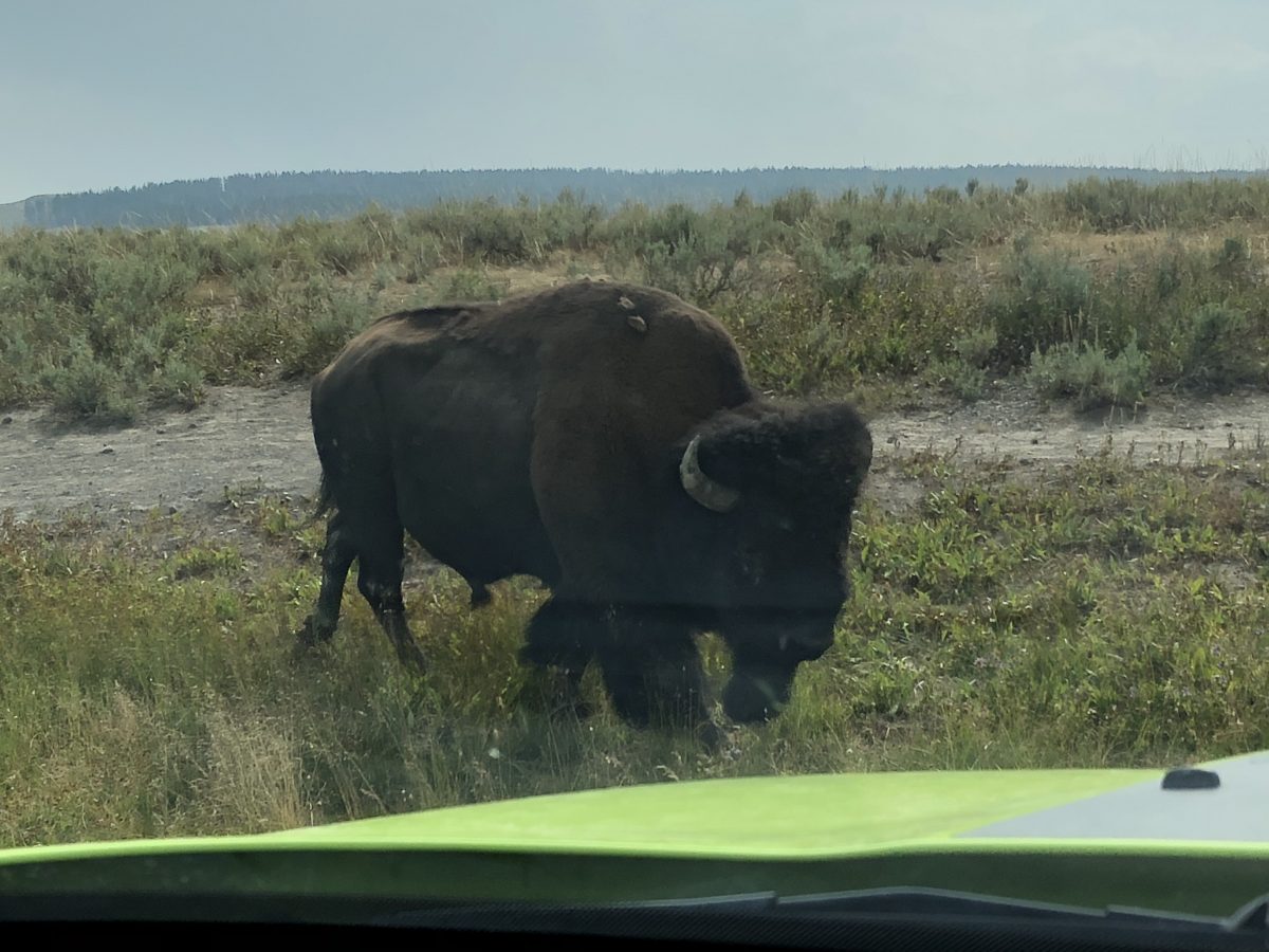 A bison finds our car
