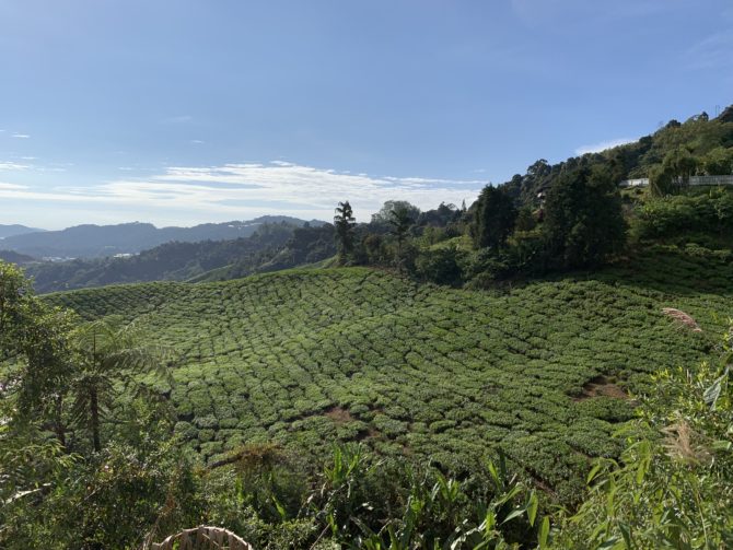 Boh tea plantations