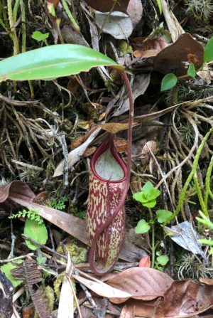 A carnivorous pitcher plant
