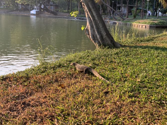 A monitor lizard hanging out in the park