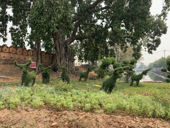 Topiary by the old city walls