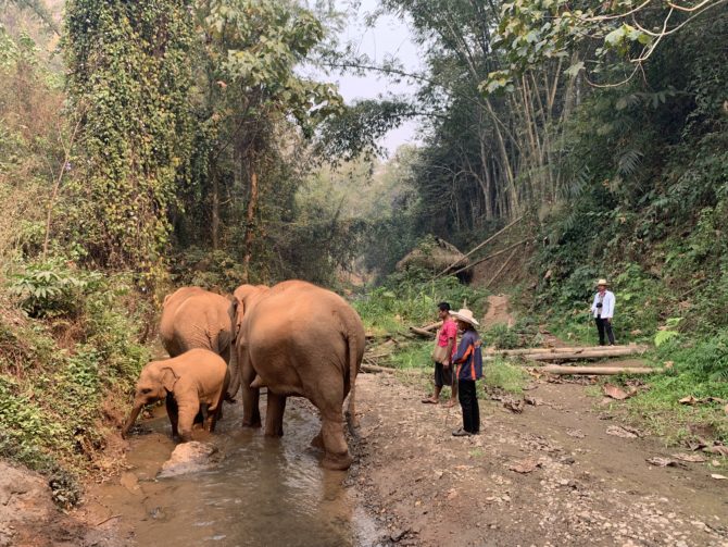 The elephants took us for a walk...