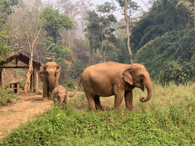 Running out of captions but here's another gratuitous elephant shot