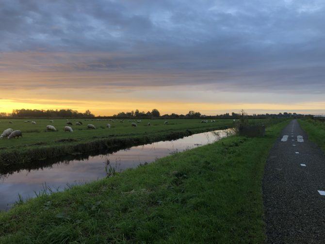 A sunrise over water and sheep