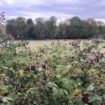 Homage to the end of blackberry-picking season