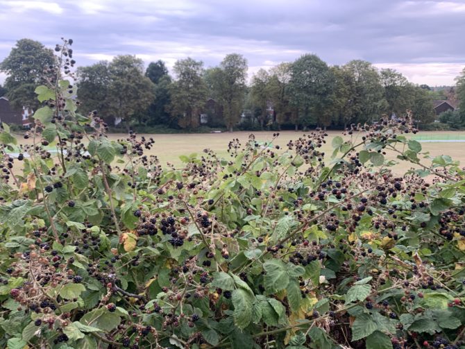 Homage to the end of blackberry-picking season