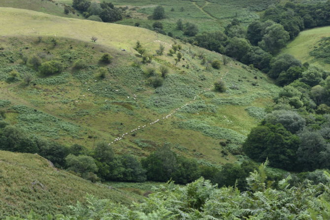 An orderly queue of sheep