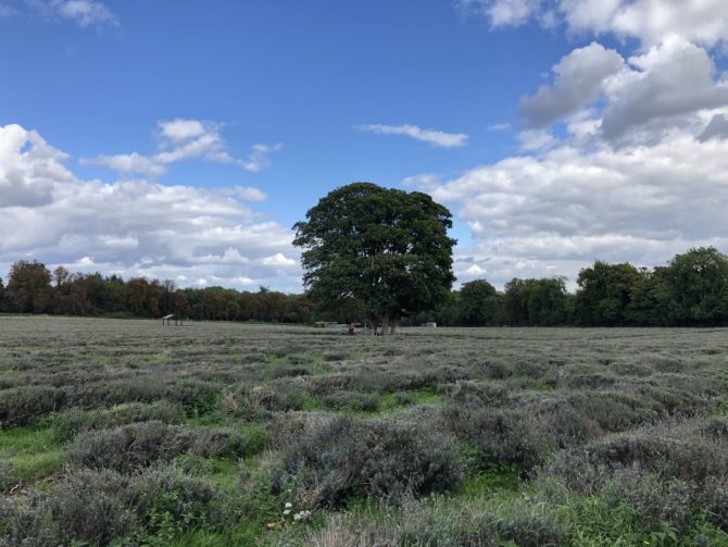 At certain times of the year this lavender field would be totally killing it on Instagram