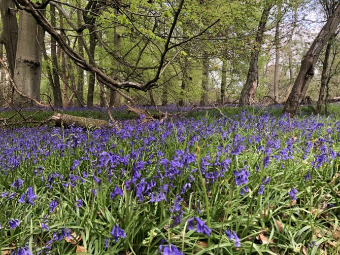 And never so many bluebells