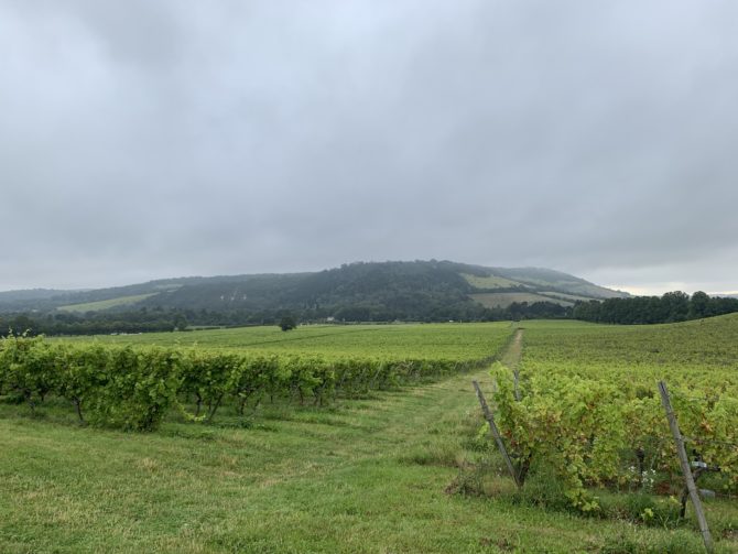 Denbies Wine Estate & Box Hill beyond