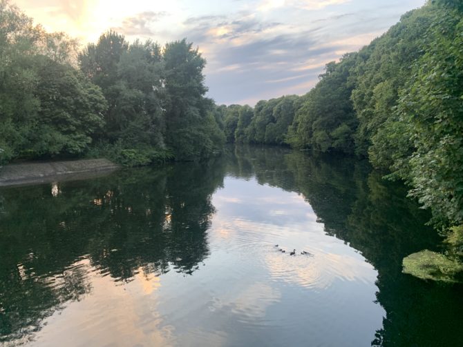 Ducklings on the river