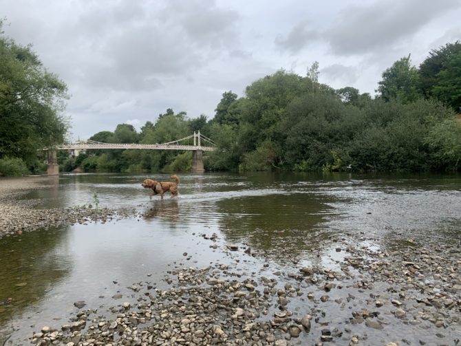 A dog skips through a frighteningly dried-up river