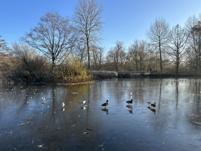 Ducks navigating a frozen lake in University Parks