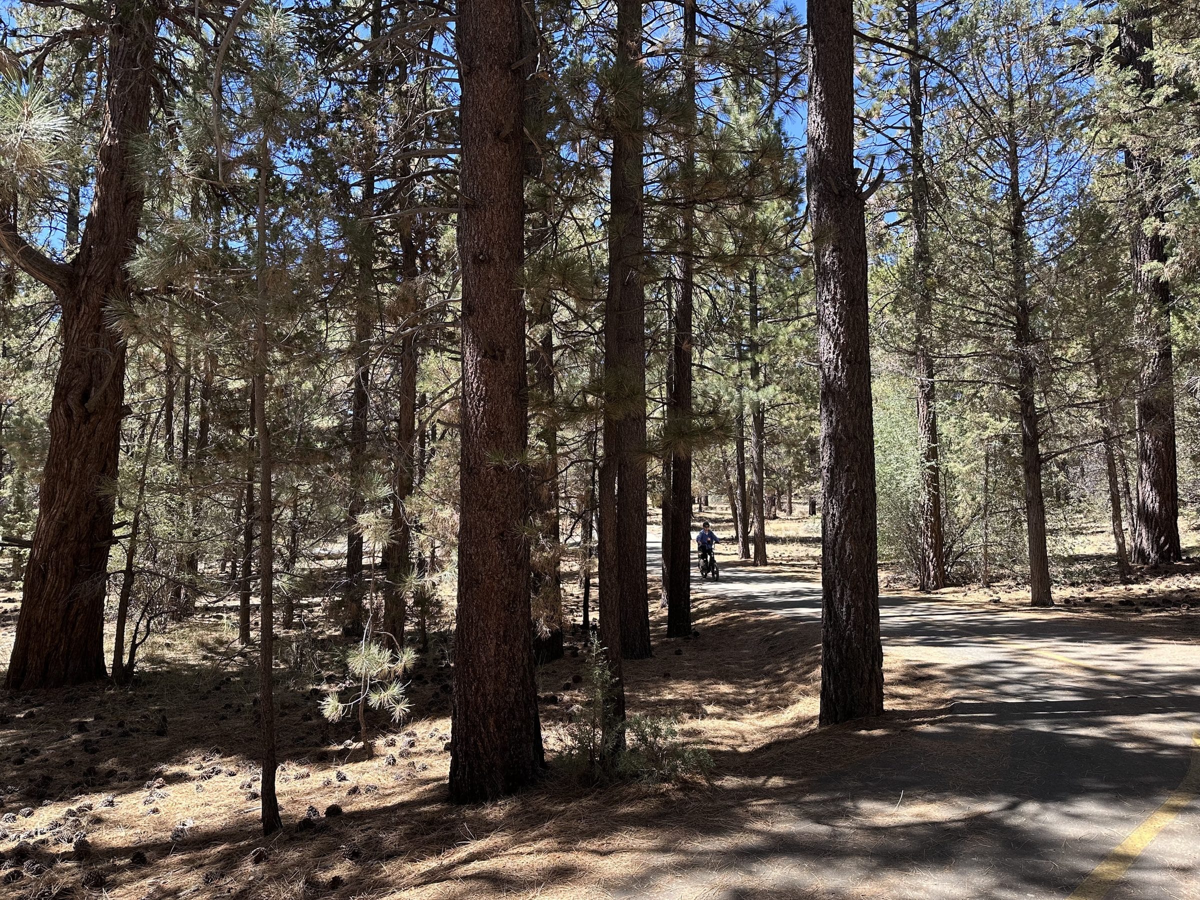 A cyclist riding through the trees